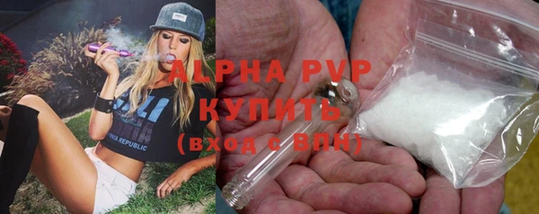 стаф Алзамай